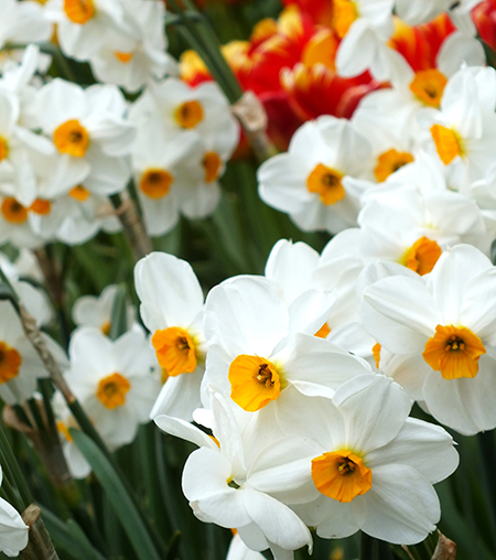 Narcissus &lsquo;Geranium&rsquo;